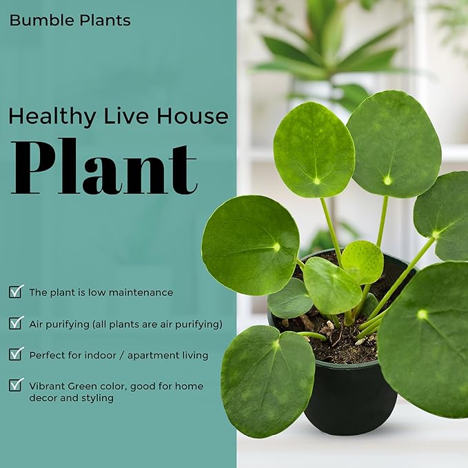 Pilea Peperomioides (Friendship Chinese Money Plant) [Winter Thermal Packaging Included] | Easy Care, Live Indoor House Plants, House Decor & Office Decor Live Plants in Nursery Pot, Pet-Friendly