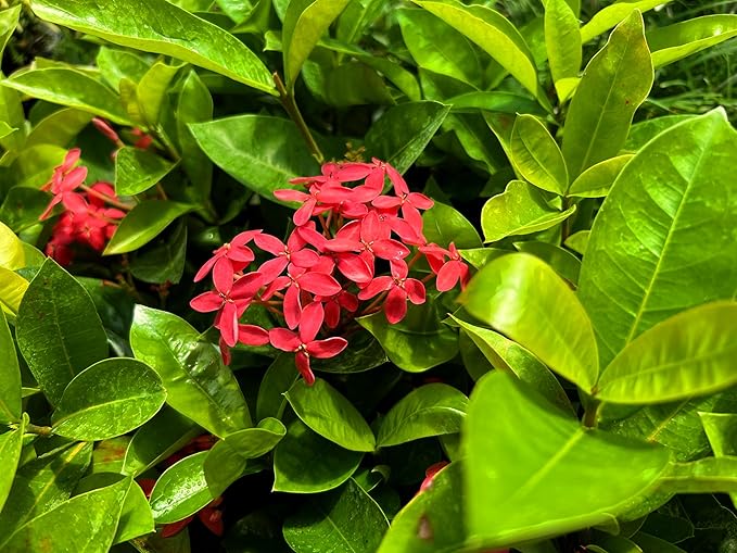Nora Grant Ixora Plant | 3 Live Plants | Vibrant Pink Blooms | Tropical Flowering Shrub | Ideal for Landscapes & Gardens | Lush Decorative Foliage | Ixora coccinea