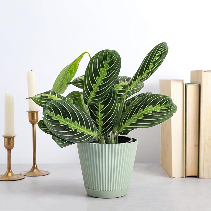 Thorsen's Greenhouse Lemon Lime Prayer Plant, Live Indoor Plant, Pet Friendly, Attractive Houseplant, Lemon Maranta, Natural Air Purifier, Easy to Grow, 4" Diameter Pot (Sage)