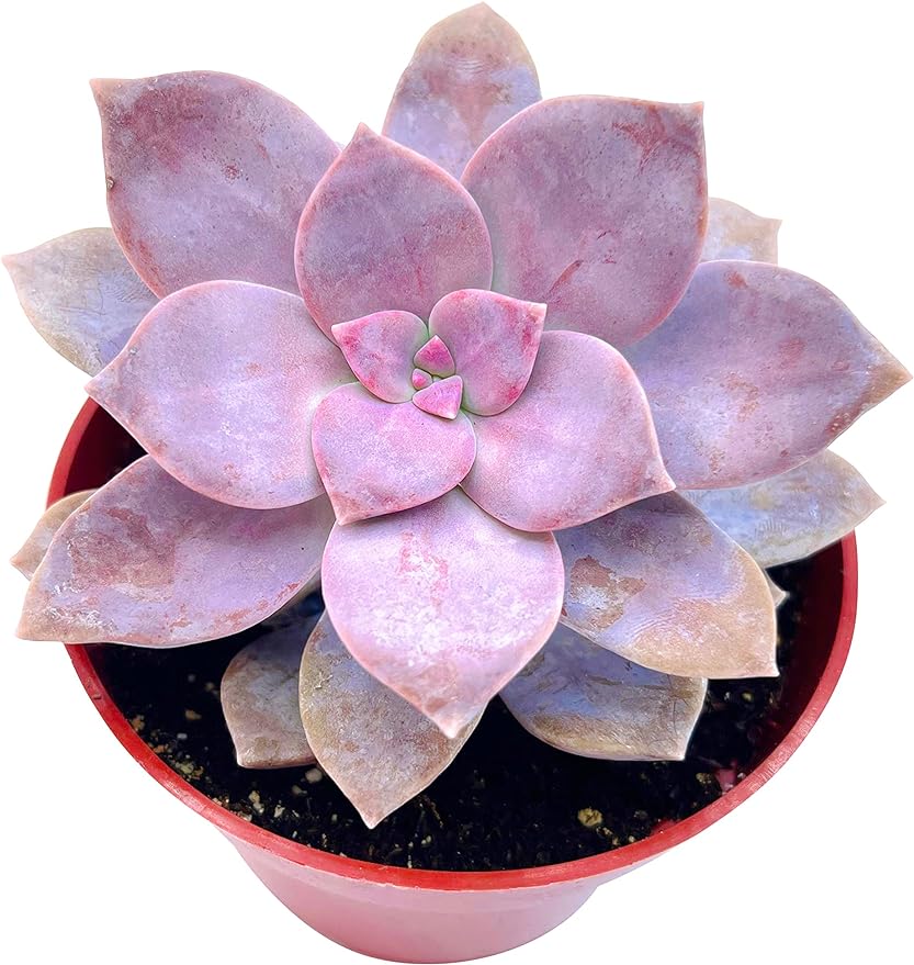 The Succulent Cult Live Succulent 4" Graptopetalum Superbum, Succulents Plants Live, Succulent Plants Fully Rooted, Hanging House Plant for Home Office Decoration, DIY Projects, Party Favor Gift