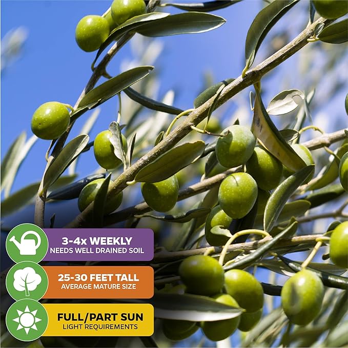 Coratina Olive Tree - Olea Europaea by Wellspring Gardens - Italian Olive, Cross-Pollination, Drought-Resistant, Gourmet Cooking Ingredient, Landscape Ornamental - Starter Plant