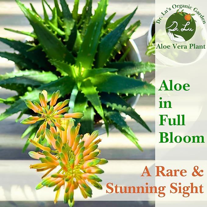 Dr. Lu’s Organic Aloe Vera Plant | Real Beautiful Aloe Plant | Live Succulents Plants | Rooted Natural Air Purifier in Soil | Easy Care House Plants in 5'' H x 4'' W Nursery Pot