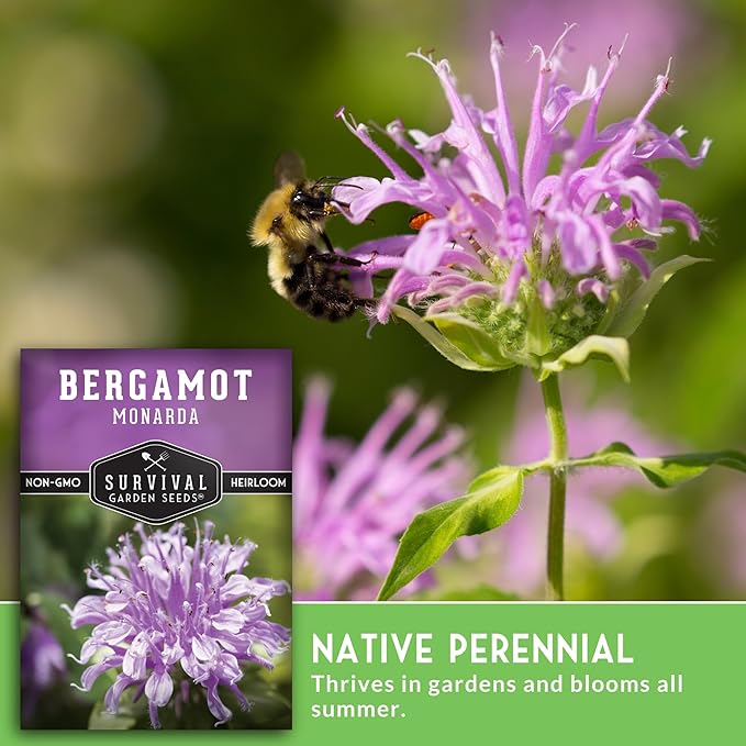 Survival Garden Seeds - Bergamot Herb (Bee Balm) Seed for Planting - 1 Packet with Instructions to Grow Monarda Fistulosa Wildflowers in Your Home Vegetable Garden - Non-GMO Heirloom Variety