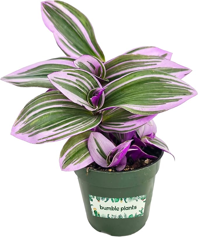 Bumble Plants Live Tradescantia Bubblegum Nanouk Purple Plant [Winter Thermal Packaging Included] | Fully Rooted Rare Houseplant for Home Office Wedding Decorations | Indoor and Outdoor Plant