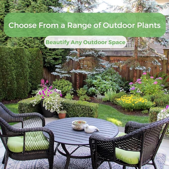 American Plant Exchange Arbequina Olive Tree – Live 5-Inch Pot, Fruit Bearing Tree, Cold Hardy Edible Variety for Containers, Patios, and Mediterranean-Inspired Gardens