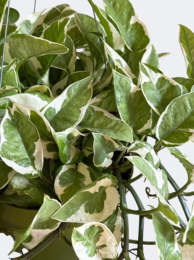 N-Joy Pothos Live Plant, 6 Inch Hanging Basket, Long Trailing Vines, Indoor Decorative Houseplant