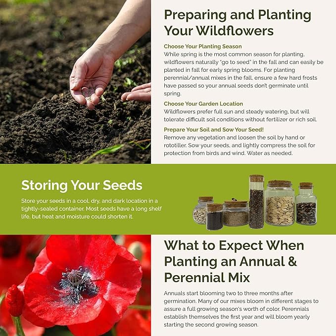 Eden Brothers Poppy Power Flower Mixed Seeds for Planting, 1 lb, 480,000+ Seeds with Red Corn, Iceland, California Poppy | Attracts Pollinators, Plant in Spring or Fall, Zones 3, 4, 5, 6, 7, 8, 9, 10