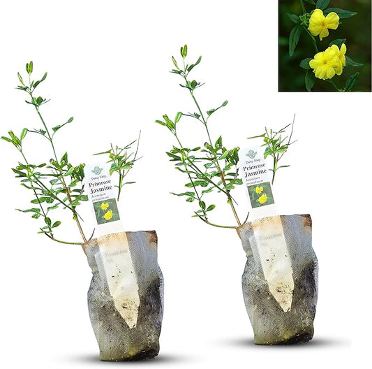 Primrose Jasmine (Jasminum Mesnyi) Live Plant - Fragrant Yellow Blooms. Japanese, Chinese, Asian. Indoor, Outdoor Shrub (4 prim jas Cups)