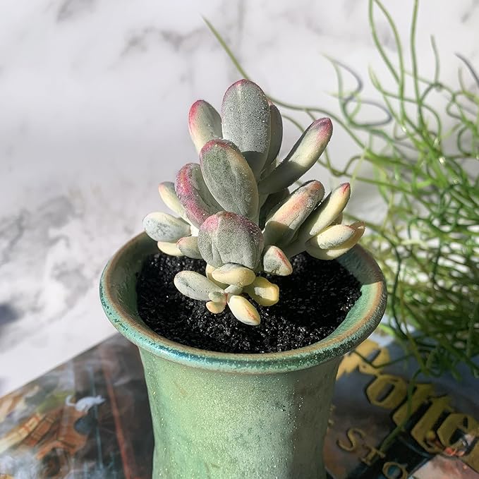 Cotyledon Orbiculata cv. Variegated Rare Live Succulent Plants, 2.5" Bare Root Without Pot & Soil, Garden Indoor Office Desk Baby Shower Decoration, Friend Plant Lovers Gifts