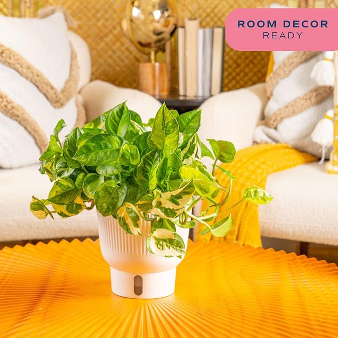 Costa Farms Lemon Meringue Pothos Live Plant in Self Watering Pot, Indoor Houseplant, Perfect for Home, Room, or Office Decor, Great House Warming or Birthday Gift, 10-12 Inches Tall