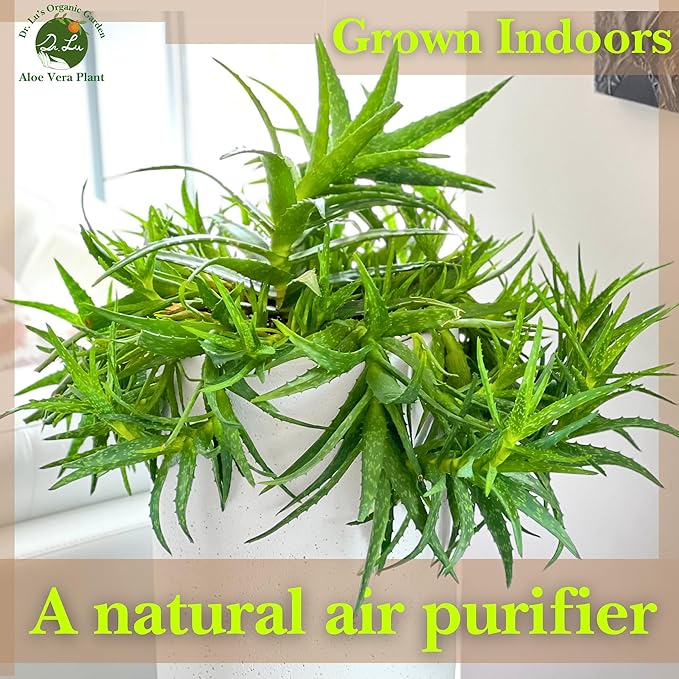 Dr. Lu’s Organic Aloe Vera Plant | Real Beautiful Aloe Plant | Live Succulents Plants | Rooted Natural Air Purifier in Soil | Easy Care House Plants in 5'' H x 4'' W Nursery Pot