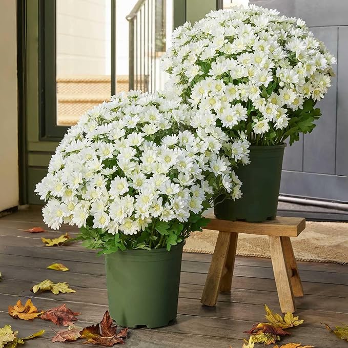 Funsdecor Mums, Artificial Sunset Mums, Artificial Outdoor Sunset Mums Flowers - UV Resistant, Waterproof, Windproof, Look Real, Full, Vibrant, Never Faded, Reflecting Autumn Vibe (5 Bundles White)