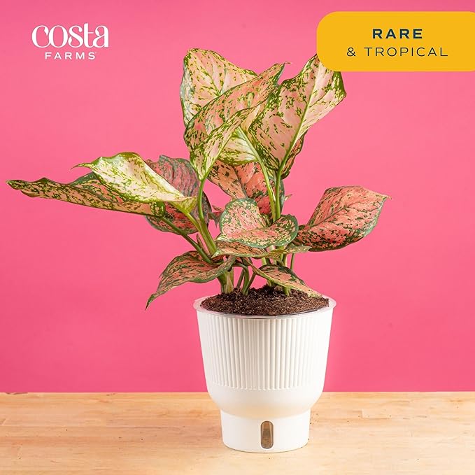 Costa Farms Trending Tropicals Aglaonema Live Indoor Plant, Self Watering Décor Plant Pot, 1 Foot Tall