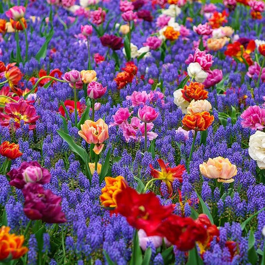Eden Brothers Double Tulip & Muscari Collection