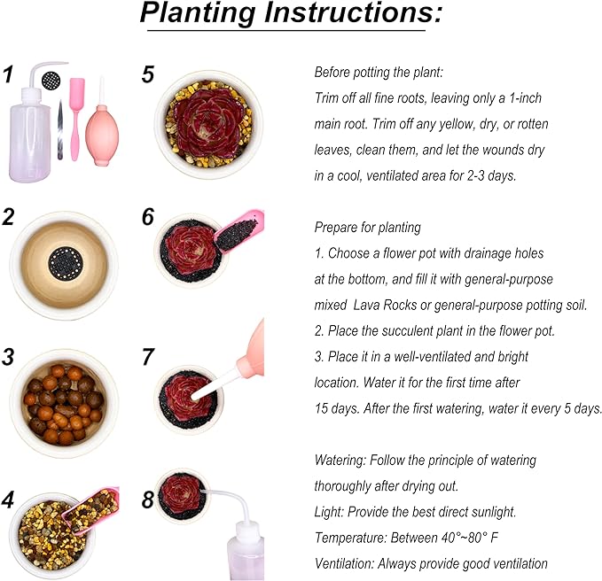 Echeveria Red Lantern Rare Live Succulent Plants, 1 Head 3.6" Red, Bare Root Without Pot & Soil, Garden Indoor Office Desk Baby Shower Decoration, Friend Plant Lovers Gifts