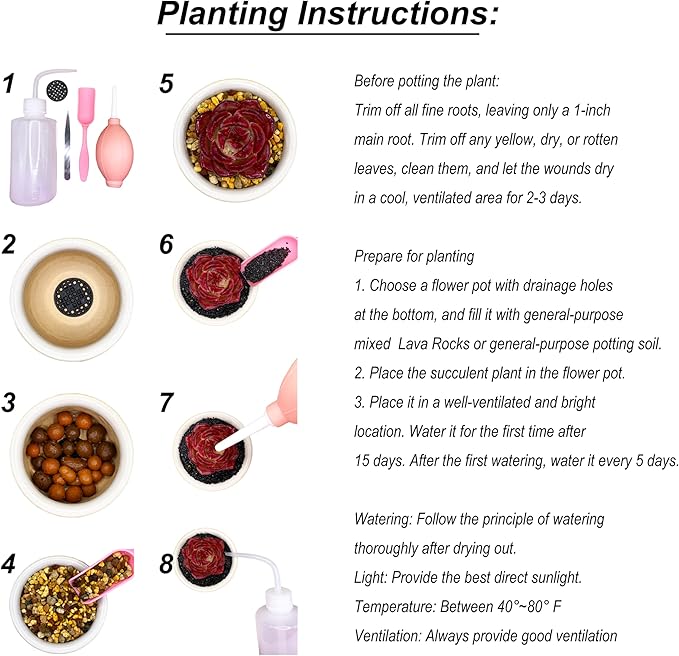 Echeveria Onslow Rare Live Succulent Plants, 1 Head 3" Bare Root Without Pot & Soil, Garden Indoor Office Desk Baby Shower Decoration, Friend Plant Lovers Gifts