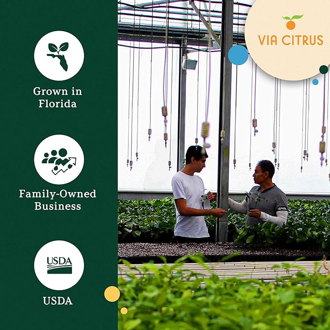 Orange Jasmine Plant Live, Delightful Live Plants Outdoor, Highly Fragrant Real Plants Outdoor, Jasmine Flower Plant, Aromatic Indoor Tree No Shipping to CA, AZ,TX,LA by Via Citrus