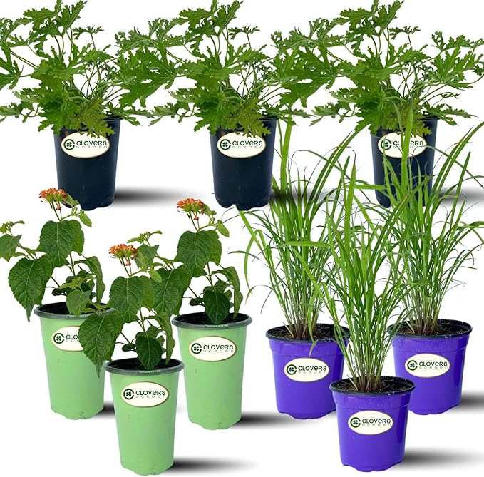 Clovers Garden Mosquito Trio Nine (9) Mosquito Repellent Live Plants – Non-GMO - Each 4" to 8" Tall – in 4" Inch Pots - Includes Citronella Geranium, Lemongrass, Lantana Plants (3 of Each)