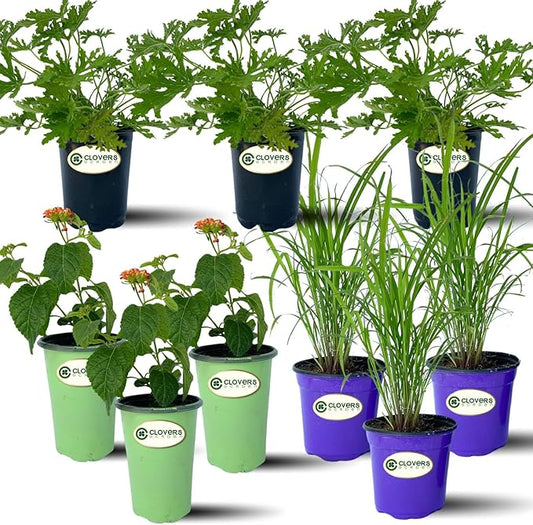 Clovers Garden Mosquito Trio Nine (9) Mosquito Repellent Live Plants – Non-GMO - Each 4" to 8" Tall – in 4" Inch Pots - Includes Citronella Geranium, Lemongrass, Lantana Plants (3 of Each)