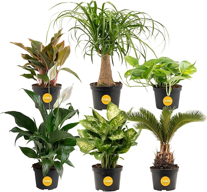 Costa Farms Live Indoor Plant Variety Pack in Plastic Pots, Easy to Maintain, Air Purifying Houseplants, Home, Room, or Office Decor, House Warming or Birthday Gift, 12-24 Inches Tall, Pack of 6