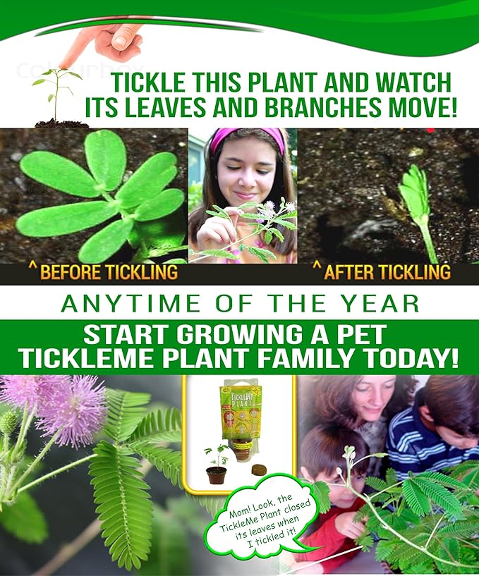 TickleMe Plant Greenhouse Kit