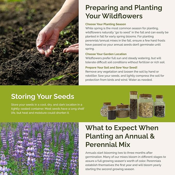 Eden Brothers Lupine Flower Mixed Seeds for Planting, 1/4 lb, 120,000+ Seeds with Russell, Arroyo, Yellow, Sky Lupine | Attracts Pollinators, Plant in Spring or Fall, Zones 3, 4, 5, 6, 7, 8, 9, 10