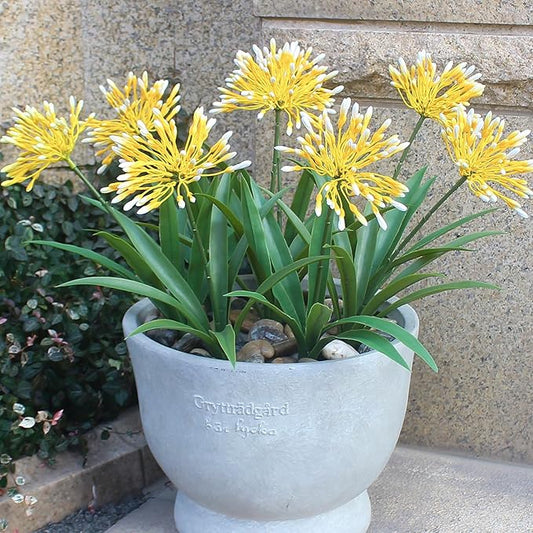 Fake Plants Outdoor with Flowers Artificial Agapanthus Large Plastic Faux Flower 8 Bundles 18.9 in Spring Summer Decoration for Patio Front Porch Platers Decor Outside