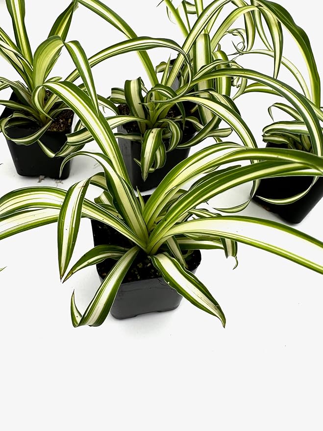 Spider Plants in 2 inch pots, Live Plants (5), Green, White