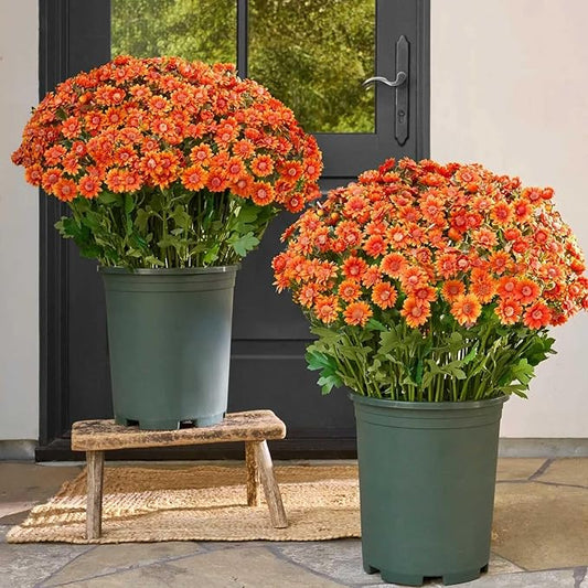 Funsdecor Mums, Artificial Sunset Mums, Artificial Outdoor Sunset Mums Flowers - UV Resistant, Waterproof, Windproof, Look Real, Full, Vibrant, Never Faded, Reflecting Autumn Vibe (5 Bundles Orange)