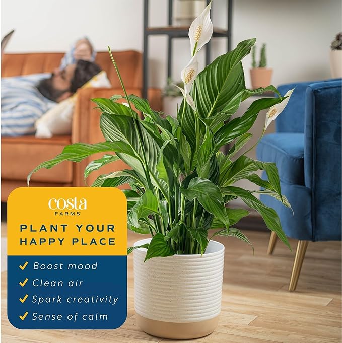 Costa Farms Peace Lily Live Plant in Decorative Pot, Air Purifying Flowering Large Indoor Houseplant, Perfect for Home, Room, or Office Decor, Great House Warming or Birthday Gift, 2-3 Feet Tall