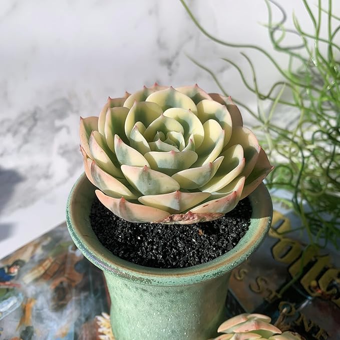 Echeveria Secunda VAR. Glauca Variegated Rare Live Succulent Plants, 2.5" Bare Root Without Pot & Soil, Garden Indoor Office Desk Baby Shower Decoration, Friend Plant Lovers Gifts