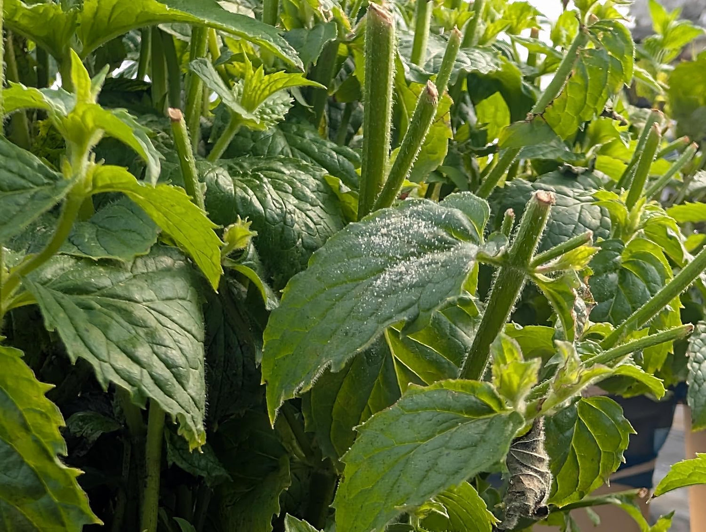 Plant Disease Control Spray – Natural Fungicide with Thyme Oil – Prevents Powdery Mildew, Botrytis, Anthracnose & More – Safe for Indoor/Outdoor Use – Family & Pet Friendly – 16oz