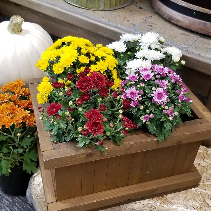 Altman Plants Yellow Chrysanthemum Plants Live Mums Plant (4PK) in 1 Quart Pots, Outside Garden Flowers for Fall, Outdoor Flowering Hardy Mum Outdoor Plant Pack, Easy Care