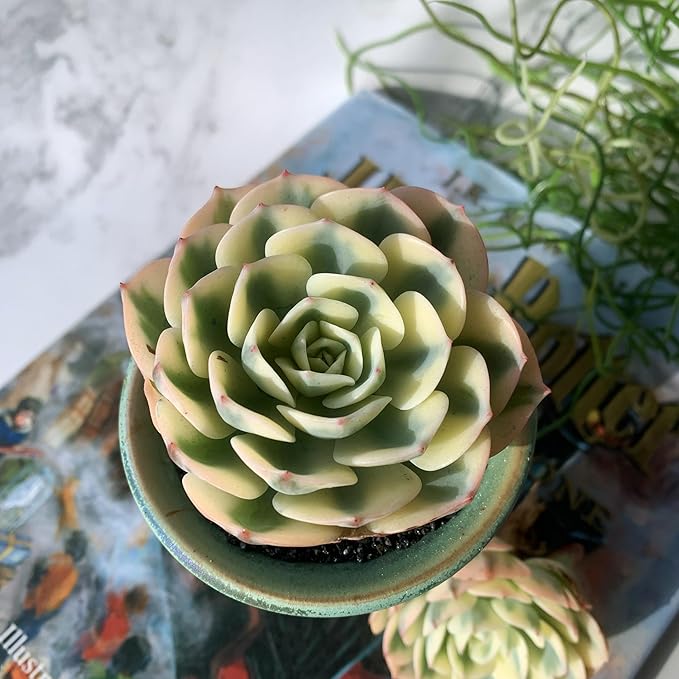 Echeveria Secunda VAR. Glauca Variegated Rare Live Succulent Plants, 2.5" Bare Root Without Pot & Soil, Garden Indoor Office Desk Baby Shower Decoration, Friend Plant Lovers Gifts