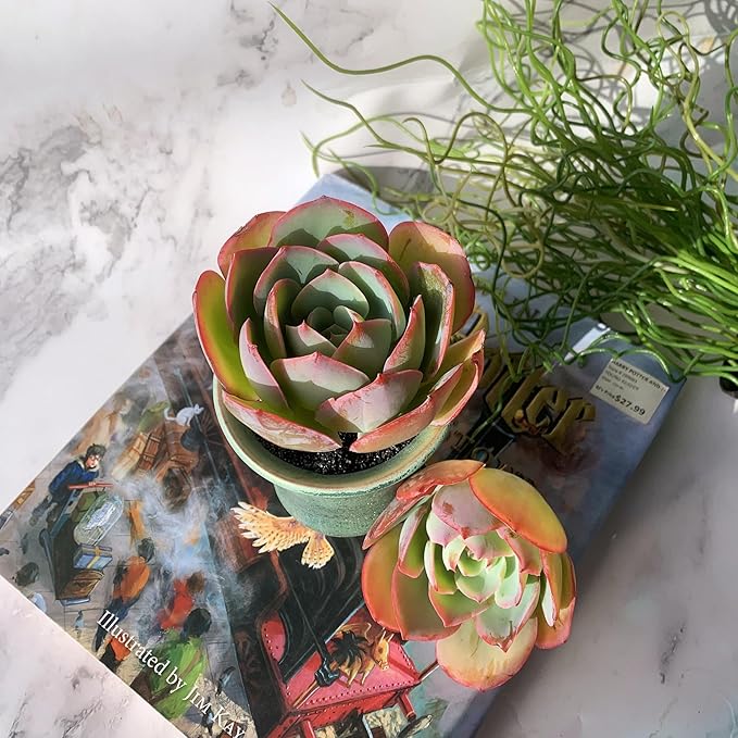 Echeveria Neon Glow Rare Live Succulent Plants, 1 Head 3.5" Bare Root Without Pot & Soil, Garden Indoor Office Desk Baby Shower Decoration, Friend Plant Lovers Gifts