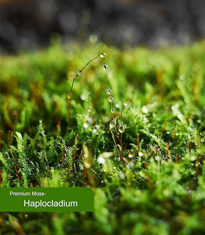 Real Live Moss for Terrariums, Fairy Gardens, Reptile Habitats & Mini Landscapes – Naturally Cultivated Live Moss, Revives in 5 Minutes with Water Mist, Grows & Multiplies (3 Sheets, 3.5”x7”)