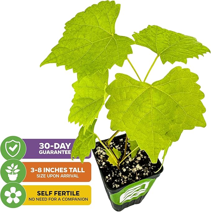 Carlos Muscadine Grape Vine - Vitis rotundifolia - Wellspring Gardens Starter Plant - Live Plant for Outdoor Gardens - Vigorous Grapevine Plants - Ideal for Fruit Gardening in Patio and Garden