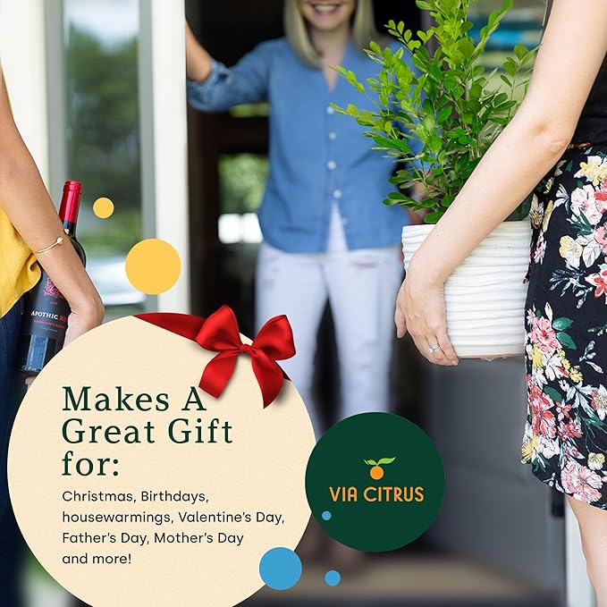 Orange Jasmine Plant Live, Delightful Live Plants Outdoor, Highly Fragrant Real Plants Outdoor, Jasmine Flower Plant, Aromatic Indoor Tree No Shipping to CA, AZ,TX,LA by Via Citrus