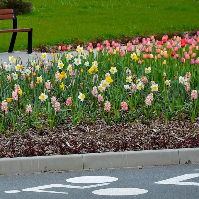 Complete Spring Flower Bulb Garden – Mixed Tulips, Daffodils & Hyacinths – 75 Bulk Bulbs for Colorful Spring Blooms – Easy Fall Planting - Plant in Gardens, Borders & Flowerbeds - Willard & May