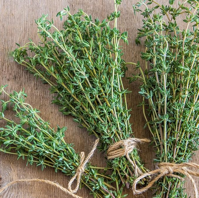 German Thyme Plants - Perfect for Indoor or Outdoor Gardening, High in Antioxidants, Fragrant and Flavorful Herb (2 ger Thyme Cups)