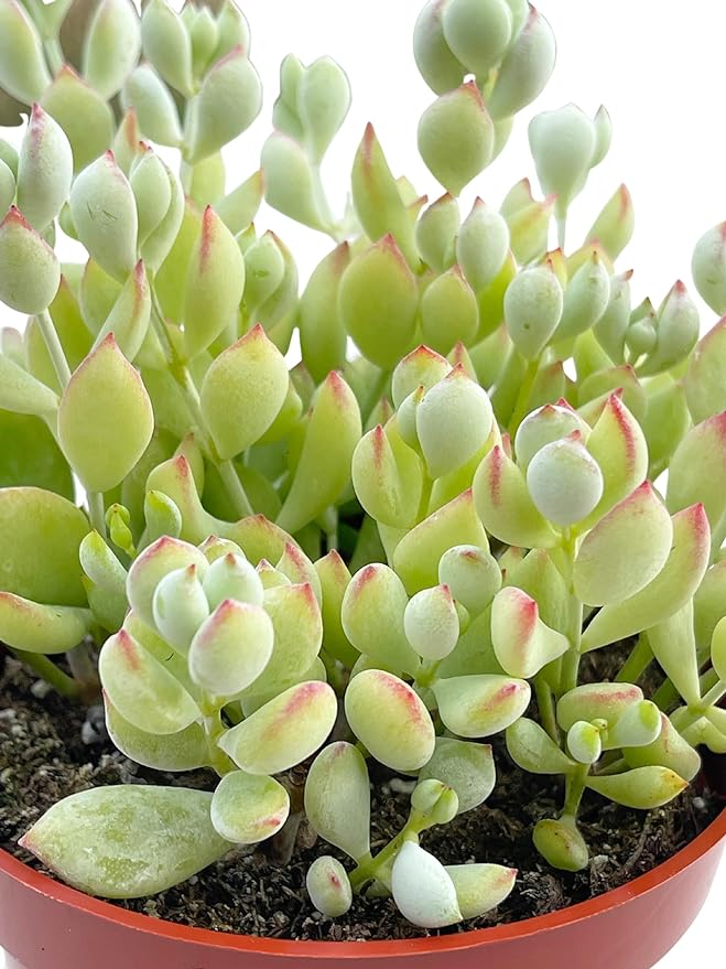 Live Succulent 4" Cotyledon Pendens Cliff Hanger, Succulents Plants Live Fully Rooted House Plant for Home Office Decoration, DIY Projects by The Succulent Cult