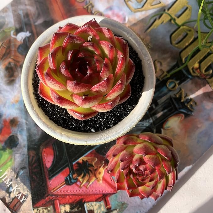 Echeveria Moon Stone Rare Live Succulent Plants, 1 Head 2.5" Bare Root Without Pot & Soil, Garden Indoor Office Desk Baby Shower Decoration, Friend Plant Lovers Gifts