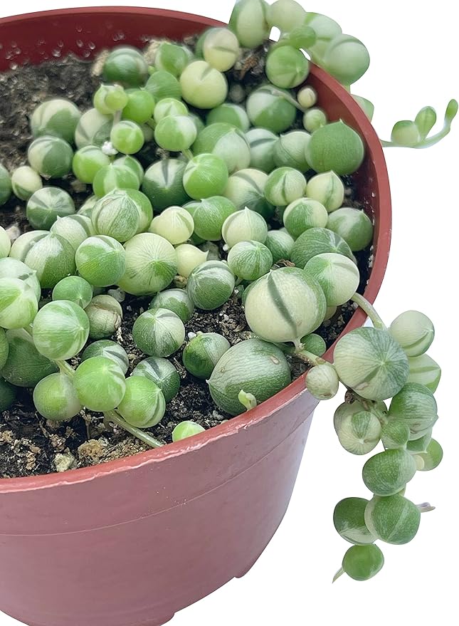 Live Succulent 4" Variegated String of Pearls, Succulents Plants Live, Succulent Plants Fully Rooted Hanging House Plant for Home Office Decoration, DIY Projects Party Favor Gift by The Succulent Cult