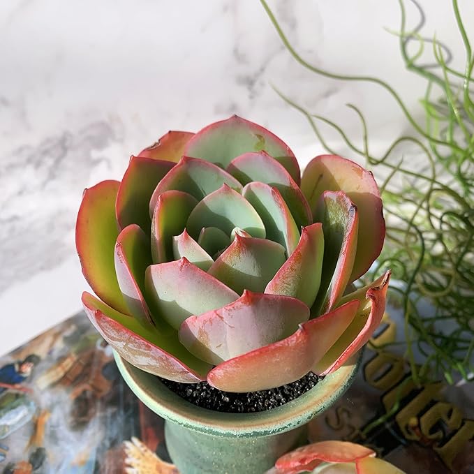 Echeveria Neon Glow Rare Live Succulent Plants, 1 Head 3.5" Bare Root Without Pot & Soil, Garden Indoor Office Desk Baby Shower Decoration, Friend Plant Lovers Gifts