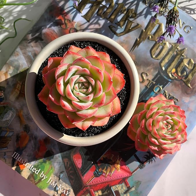 Echeveria Silhouette Rare Live Succulent Plants, 1 Head 3.5" Bare Root Without Pot & Soil, Garden Indoor Office Desk Baby Shower Decoration, Friend Plant Lovers Gifts
