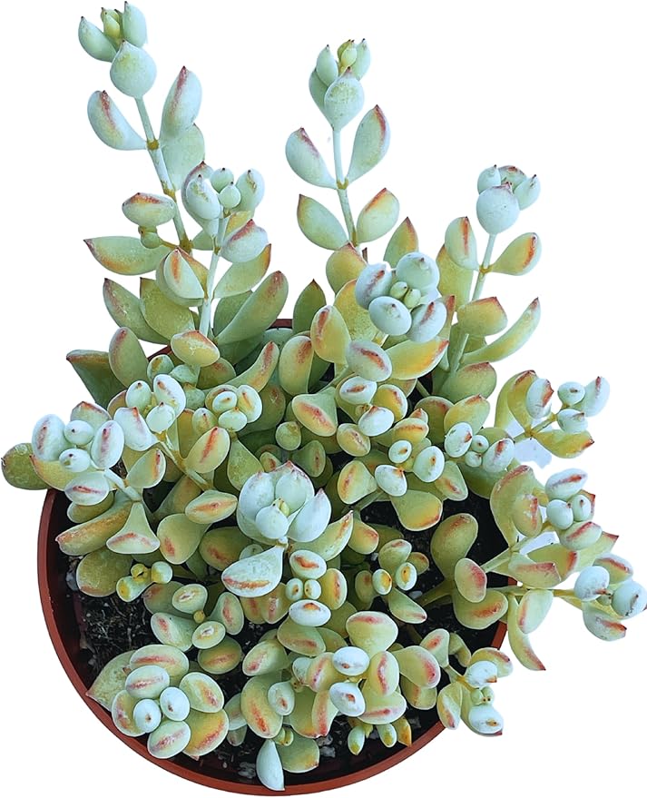 Live Succulent 4" Cotyledon Pendens Cliff Hanger, Succulents Plants Live Fully Rooted House Plant for Home Office Decoration, DIY Projects by The Succulent Cult