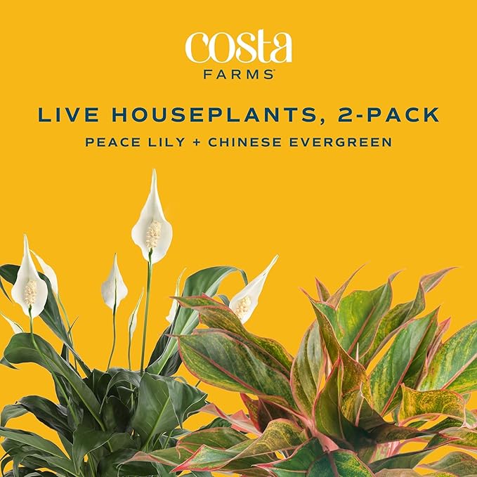 Costa Farms Live Indoor Houseplants (2 Pack) Peace Lily, Chinese Evergreen in Decor Planter Pot, Potting Soil Mix, Birthday, Housewarming Gift, 1 Foot Tall