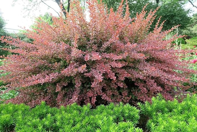 Barberry Rosy Glow | 20 Live Plants | Vibrant Dual-Toned Foliage, Ideal for Landscaping & Hedging, Hardy & Drought-Tolerant, Live Decorative Shrub Plant
