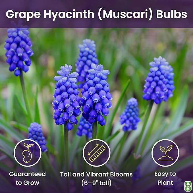Grape Hyacinth Bulbs - 15 Muscari Armeniacum Bulbs for Planting - Grows 6-8" Tall - Flower Bulbs for Spring Planting - Indoor Forcing