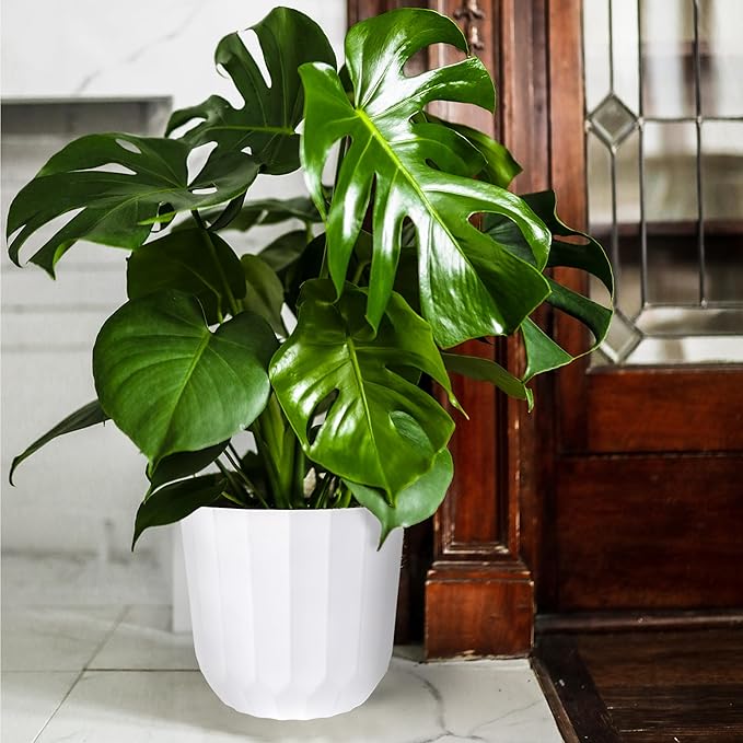 Green Circle Growers 8" Monstera Live Indoor Plants in 8” White Jazz, House Plant, Bright Indirect Light